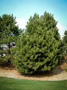 Сосна Чёрная (Pinus Nigra) купить по цене от 270.00р. в интернет-магазине «Посадика» с доставкой почтой в в Подгорноее и по всей России – [изображение №1].