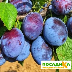 Слива Чачакская ранняя купить по цене от 229.00р. в интернет-магазине «Посадика» с доставкой почтой в в Подгорноее и по всей России – [изображение №1].