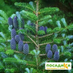 Пихта корейская (Abies koreana) купить по цене от 450.00р. в интернет-магазине «Посадика» с доставкой почтой в в Подгорноее и по всей России – [изображение №1].