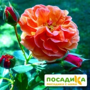 Роза Арабия купить по цене от 350.00р. в интернет-магазине «Посадика» с доставкой почтой в в Подгорноее и по всей России – [изображение №1].