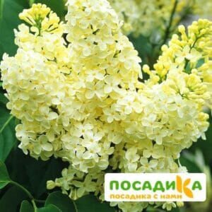 Сирень Примроуз (Primrose) купить по цене от 529.00р. в интернет-магазине «Посадика» с доставкой почтой в в Подгорноее и по всей России – [изображение №1].