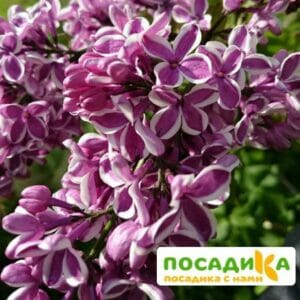 Сирень Сенсация купить по цене от 529.00р. в интернет-магазине «Посадика» с доставкой почтой в в Подгорноее и по всей России – [изображение №1].