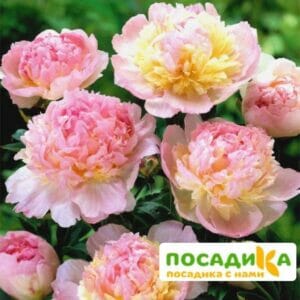 Пион Распберри Сандей (Paeonia Raspberry Sundae) купить по цене от 959р. в интернет-магазине «Посадика» с доставкой почтой в в Подгорноее и по всей России – [изображение №1].