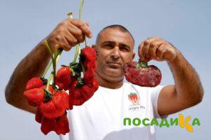 Клубника Гигант Джорнея купить по цене от 266р. в интернет-магазине «Посадика» с доставкой почтой в в Подгорноее и по всей России – [изображение №1].
