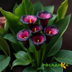 Калла Аура Лейс купить по цене от 400р. в интернет-магазине «Посадика» с доставкой почтой в в Подгорноее и по всей России – [изображение №1].