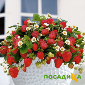 Клубника Рубиновый Шепот (горшечная) купить по цене от 240р. в интернет-магазине «Посадика» с доставкой почтой в в Подгорноее и по всей России – [изображение №1].