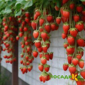 Клубника вьющаяся Комплимент купить по цене от 470р. в интернет-магазине «Посадика» с доставкой почтой в в Подгорноее и по всей России – [изображение №1].