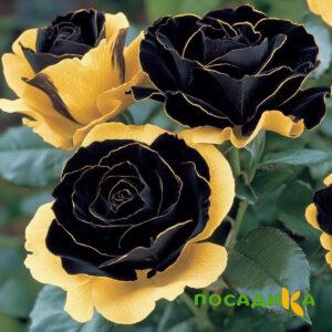 Роза Ханни Сикл купить по цене от 700р. в интернет-магазине «Посадика» с доставкой почтой в в Подгорноее и по всей России – [изображение №1].