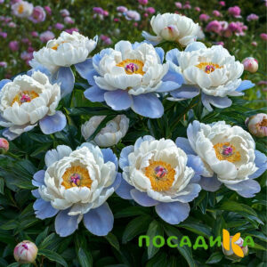Пион акварельный Этюд купить по цене от 806р. в интернет-магазине «Посадика» с доставкой почтой в в Подгорноее и по всей России – [изображение №1].