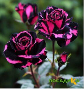 Роза Багровый Шепот купить по цене от 366р. в интернет-магазине «Посадика» с доставкой почтой в в Подгорноее и по всей России – [изображение №1].