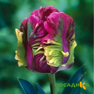 Тюльпан Экзотик Хэвен купить по цене от 186р. в интернет-магазине «Посадика» с доставкой почтой в в Подгорноее и по всей России – [изображение №1].
